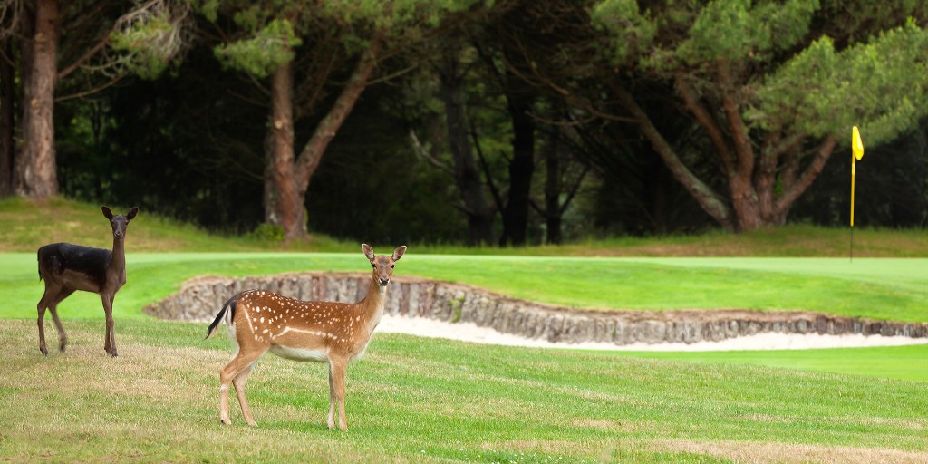 Wairakei Golf + Sanctuary Course